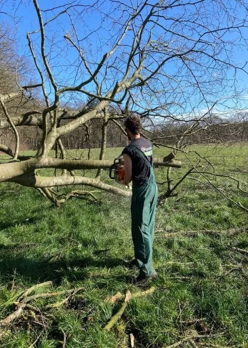 Bomen snoeien hovenier