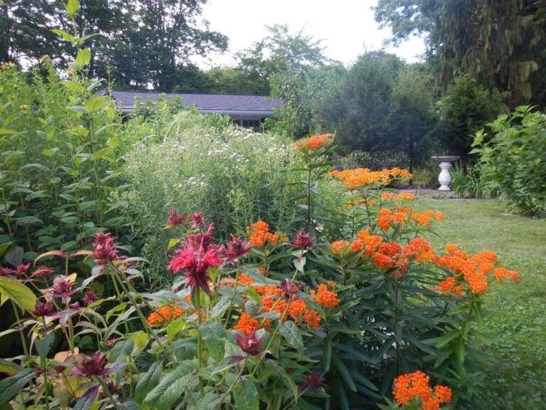Biodiversiteit rond water in de tuin