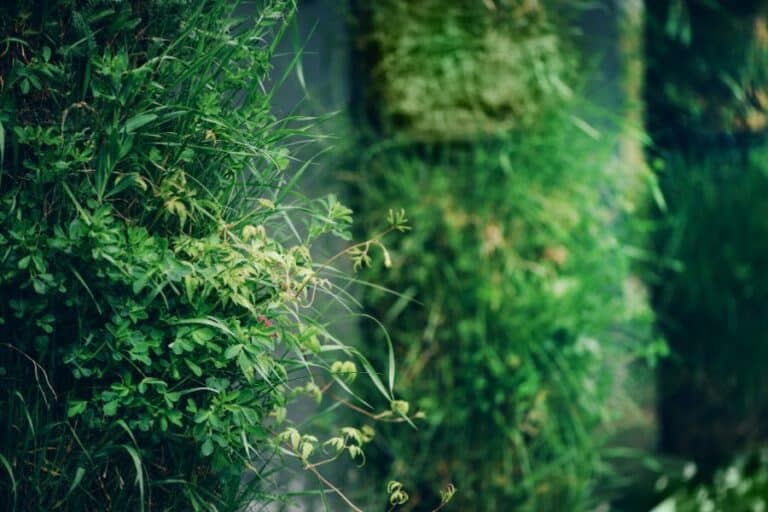 Greenwall in een kleine tuin