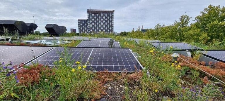 Groen dak gecombineerd met zonnepanelen
