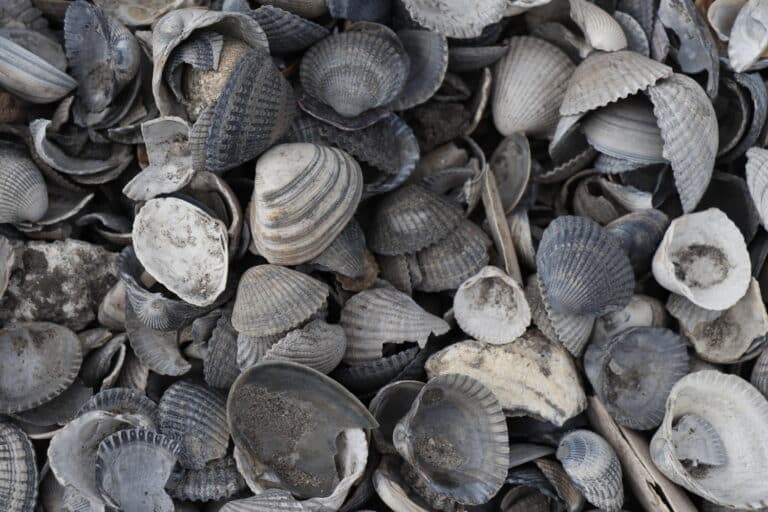 Schelpen als halfverharding