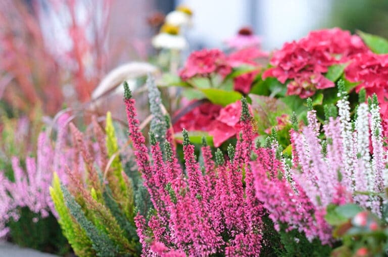Heideplanten in de tuin