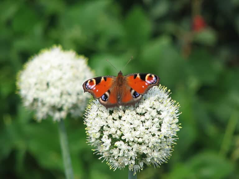 Sfeervolle tuin met water