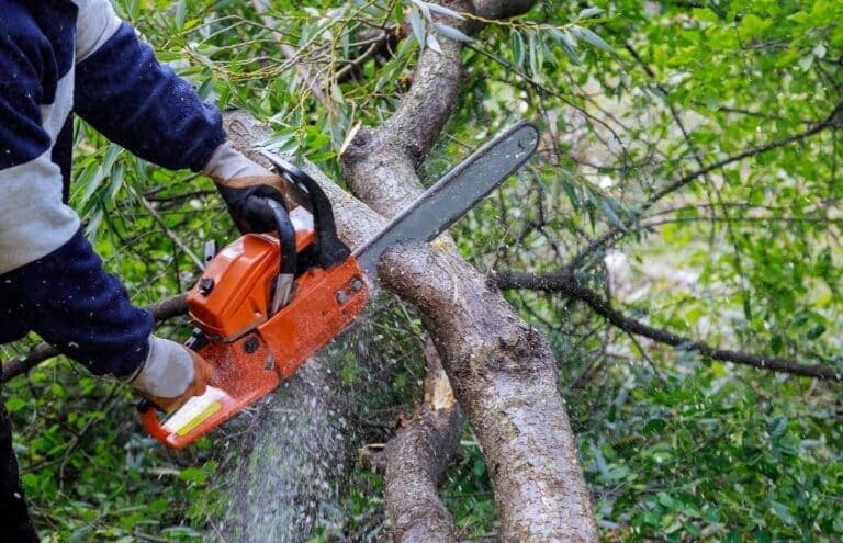 Boomverzorging en onderhoud