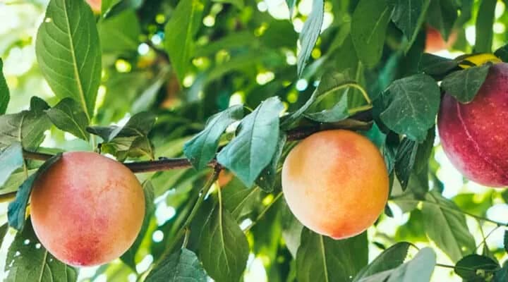 Tuinonderhoud juni