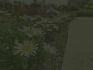 Beplanting aanleggen
