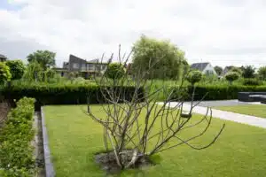 Natuurlijke tuin waarbij gespeeld is met lijnen Drachten