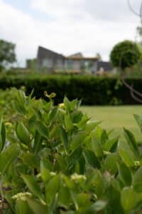 Natuurlijke tuin waarbij gespeeld is met lijnen Drachten