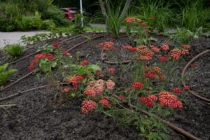 Onderhoudsvrije tuin met moderne veranda