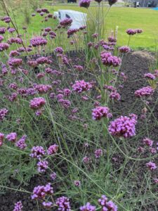 Spannende tuin waar gespeeld is met materialen en lijnen Leek