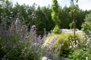 Groene tuin met lavendel