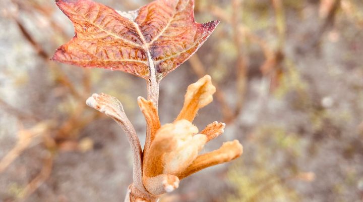 voorjaarsbeurt planten voorjaarsbeurt planten