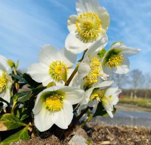 Wit gele bloem in tuin