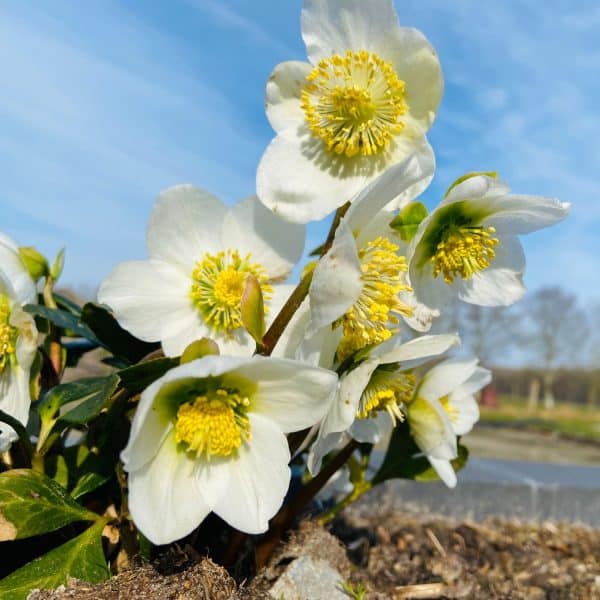 Tuinonderhoud maart