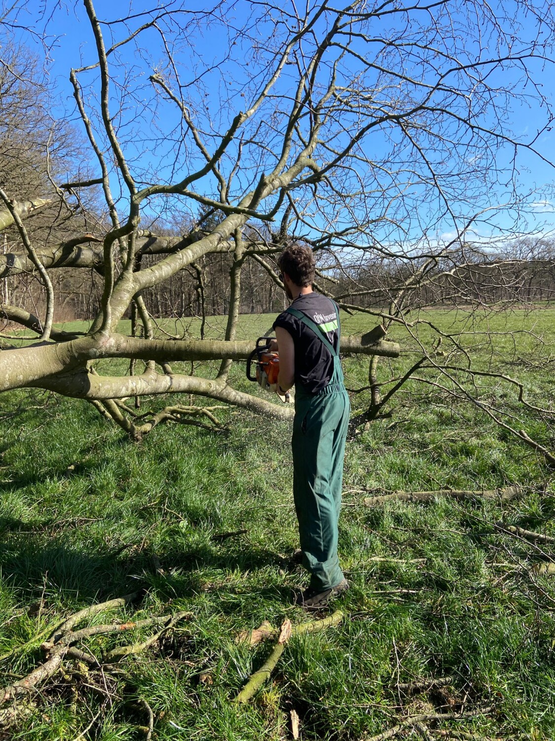 snoeien bomen