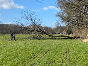 snoeien bomen
