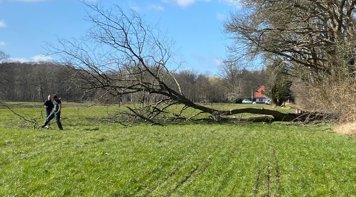 snoeien bomen