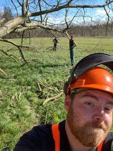 snoeien bomen