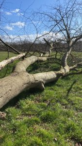 snoeien bomen