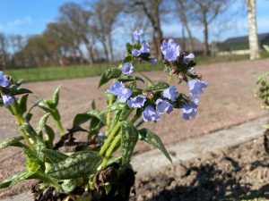 beplanting