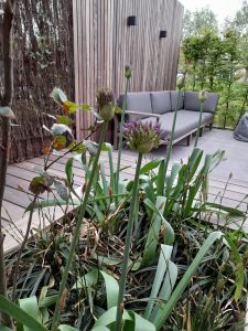 beplanting achtertuin