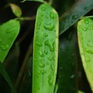 blad met waterdruppels