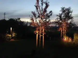 verlichting in beplanting