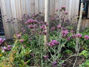 najaar beplanting