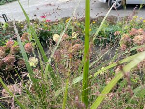 najaar beplanting
