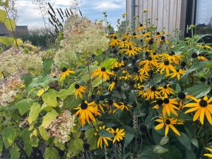 beplanting najaar