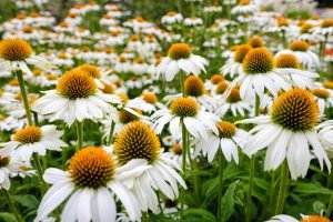 Beplanting Haren