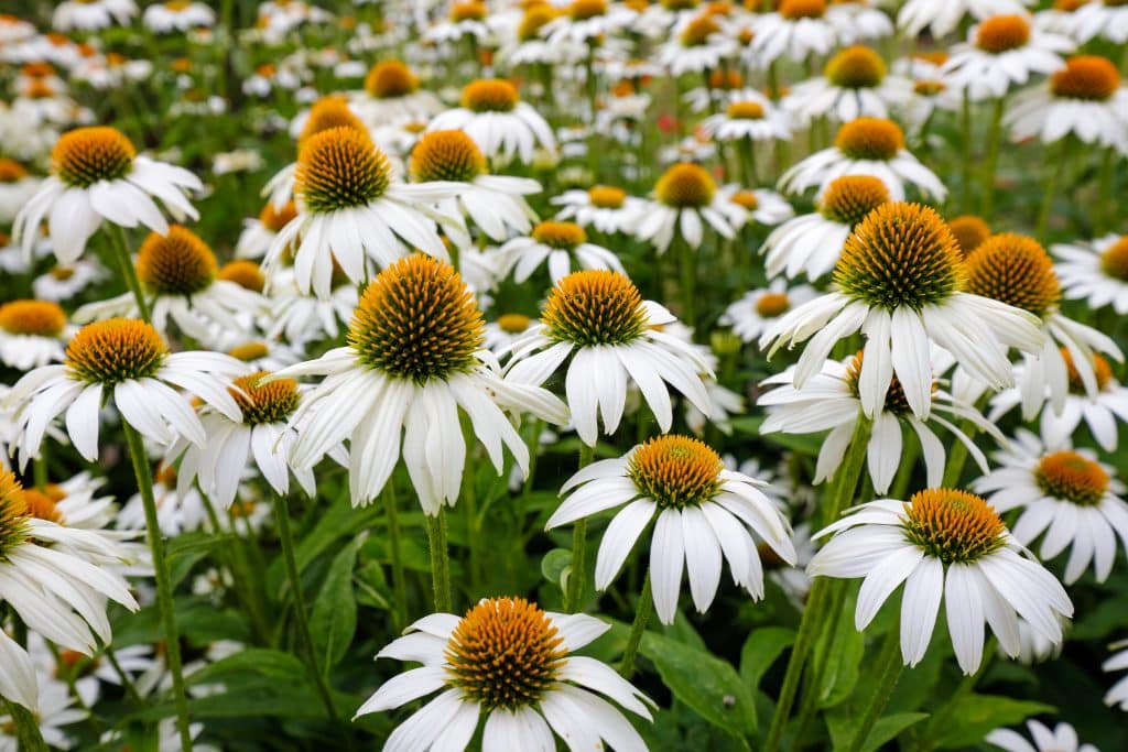 Planten in voorjaar