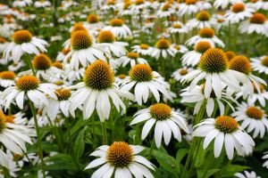 Planten in voorjaar