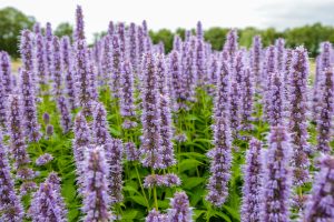 Paarse lavendel tuin