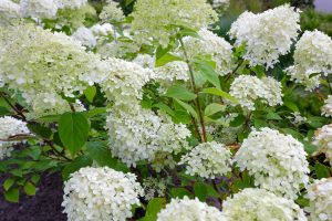 Haren beplanting tuin