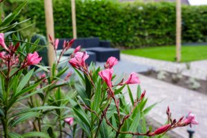 Tuin in bloei