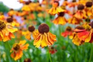 Beplanting tuinaanleg