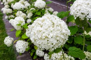 Beplanting tuin in Bakkeveen