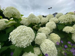 Beplanting in tuin