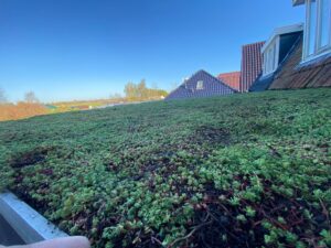 Intensieve groen dak