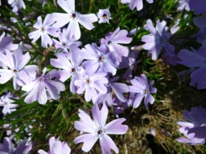 Vlambloem