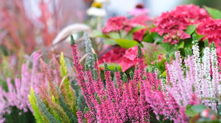 Heide planten Heide planten
