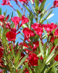 Oleander rood snoeien