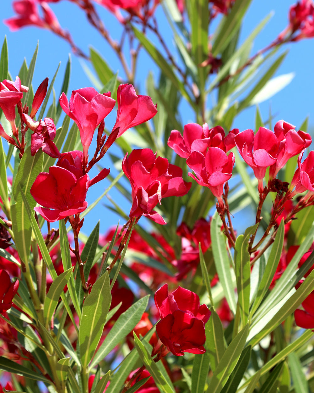 Oleander rood snoeien