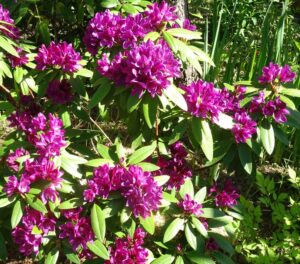 Rododendron plant