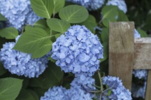 Hortensia