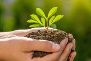 Jonge planten zaaien