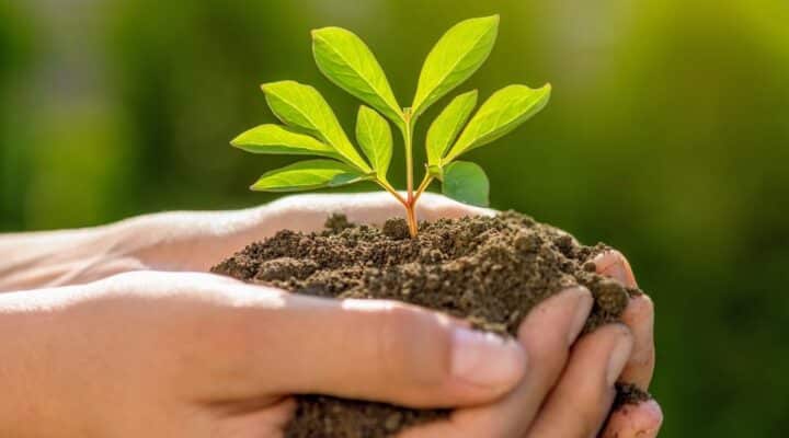 Jonge planten zaaien Jonge planten zaaien