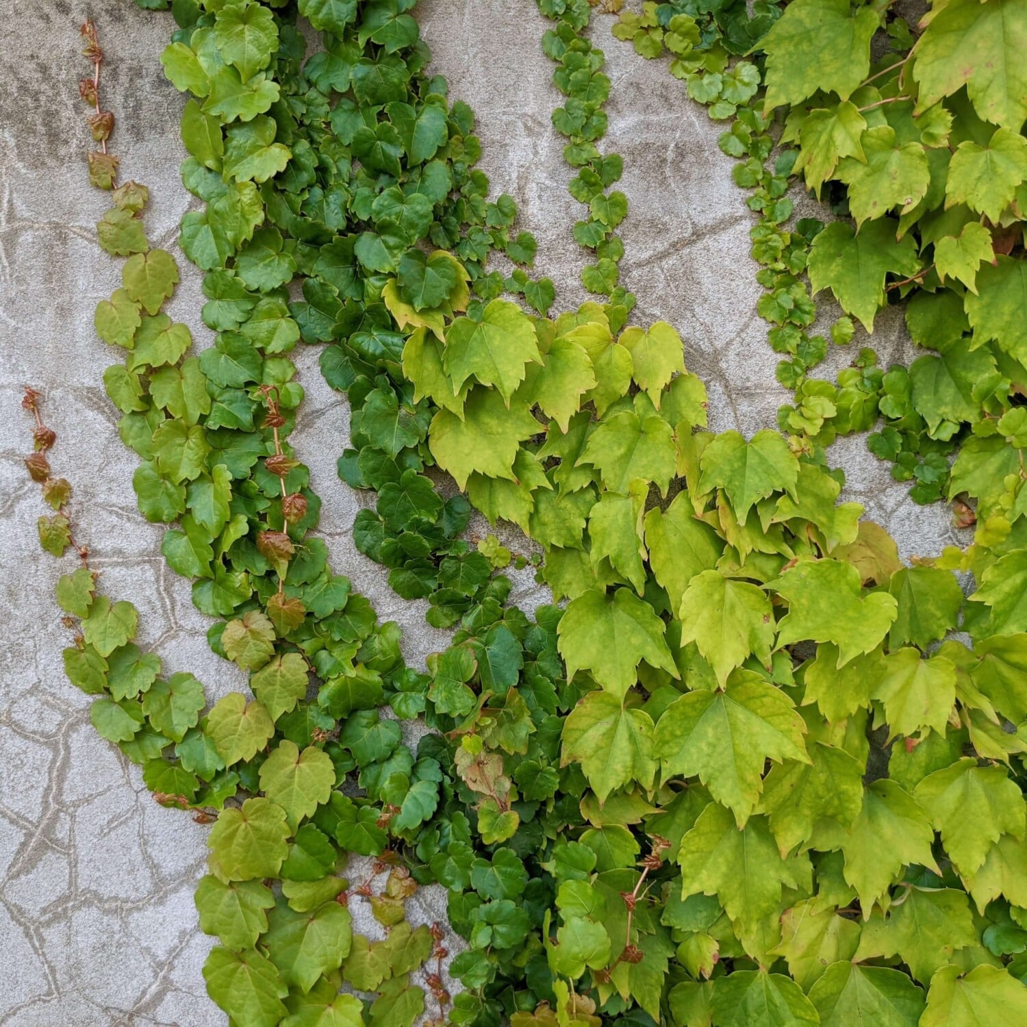 Klimplanten snoeien Klimplanten snoeien