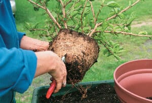 Verpotten planten